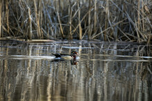 A Lone, Drake, Wood Duck (Aix Sponsa) Swimming Next To The Reed Lined Shore Of Elk River; Minnesota, Sherburne County, United States Of America