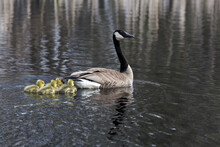 Canada Goose (Branta Canadensis) Swimming In Elk River With Four Goslings Following Her Closely From Behind; Sherburne County, Minnesota, United States Of America