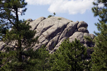 Huge, Granite Boulders And Pine Trees Along The Needles Highway Through The Black Hills; South Dakota, United States Of America