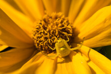 Female Goldenrod Crab Spider (Misumena Vatia) In Yellow Color Change, Camouflaged Against A Tickseed (Coreopsis) Blossom Waiting For Its Prey; Astoria, Oregon, United States Of America