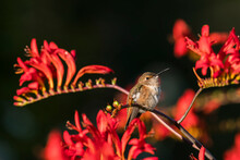 Evening Light Illuminating A Female Rufous Hummingbird (Selasphorus Rufus) Perched On A Lucifer Crocosmia (Montbretia) Plant Against A Dark Background; Astoria, Oregon, United States Of America