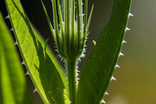 Close-up of a Fuller's Teasel (Dipsacus sativus) plant with its sunlit spiky leaves; Astoria, Oregon, United States of America