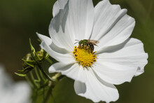 Metallic Green Sweat Bee (Agapostemon) Collecting Nectar And Pollen On A White Cosmos (Cosmos) In The Sunlight; Astoria, Oregon, United States Of America