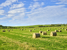 Rolled Hay Bales Dotting The Prairie Farmland After Harvest; Fort St John, British Columbia, Canada