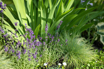 Wall Mural - beautiful flower bed