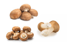 Shitake, Eringi  Tasty Mushroom Isolated On White Background.