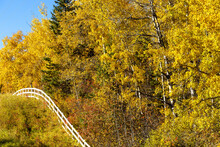 A While Rail Fence Leads Down A Slope And Along The Edge Of An Autumn Coloured Forest; Alberta, Canada