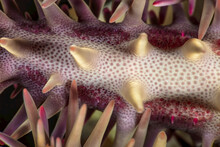 Close-up Detail Of A Crown Of Thorns Starfish (Acanthaster Planci); Maui, Hawaii, United States Of America