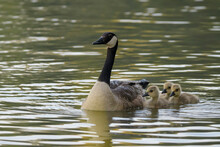 Canada Goose (Branta Canadensis) With Goslings Swimming On A Pond In Springtime; Europe