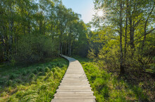 Wooden Planks Path In Bog Of Black Moor; Fladungen, Rhon, Bavaria, Germany