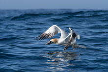 A Northern Gannet (Morus Bassanus) Skims The Water As It Takes Flight With Kelp In Its Bill After Foraging The Ocean For Nesting Material; County Kerry, Ireland