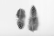 © Designpics - Two spotted bird feathers on a white background; Studio