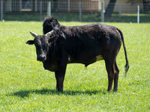 Close-up Portrait Of A Zebu (Bos Taurus Indicus) Or Zebu Mix Cattle Standing In A Pasture Next To A Farm Building On A Sunny Day And Looking At Camera; Lititz, Pennsylvania, United States Of America