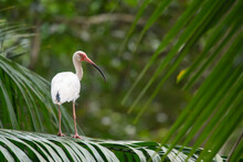 An American White Ibis (Eudocimus Albus) Stands On A Palm Tree Branch; Puntarenas, Costa Rica