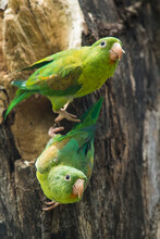 A Pair Of Orange-chinned Parakeets (Brotogeris Jugularis) Build A Nest In A Tree Along The Sierpe River, Costa Rica; Puntarenas, Costa Rica