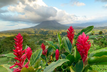 Vibrant, Red Ginger Flowers (Alpinia Purpurata) Bloom In Front Of Arenal Volcano, An Active Stratovolcano, With A Dramatic Cloud Formation Hovering Over The Top; Alajuela Province, Costa Rica