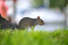 Beautiful Wild Gray Squirrel In Summer Town Park