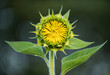 © Designpics - Close-up of sunflower (Helianthus) with petals closed just prior to blooming; Virginia, United States of America