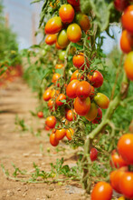 Close-up Of Ripe Tomatoes (Solanum Lycopersicum) Hanging On The Vine In A Garden Beside A Dirt Path In Summer; Upper Palatinate, Bavaria, Germany