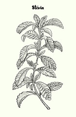 Wall Mural - Stevia vector, Herbal sketch of sweetener sugar substitute. Vintage illustration. Hand drawn icon for label, poster, packaging design.