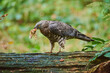 © Designpics - European honey buzzard (Pernis apivorus) perched on a limb with his prey in it's beak, captive, Bavarian Forest National Park; Bavaria, Germany