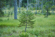 © Designpics - A young Norway spruce (Picea abies) tree growing in a forest, Bavarian Forest National Park; Bavaria, Germany