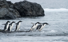 A Group Of Adelie Penguins Jump Into The Ocean At Brown Bluff, Antarctica.