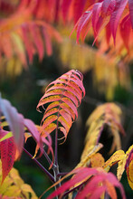 Red, Orange And Yellow Colors Appear On Sumac Leaves In Autumn.