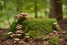 Sulphur Tuft Or Clustered Woodlover (Hypholoma Fasciculare) Mushrooms; Bavaria, Germany