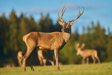 Red Deer (Cervus Elaphus) On A Meadow, Captive; Bavaria, Germany