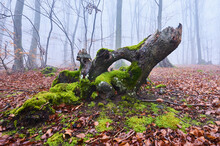 Close-up Of A Mossy Tree Stump In A Foggy European Beech (Fagus Sylvatica) Forest, Kleine Fatra, Carpathian Mountains; Horna Suca, Slovakia