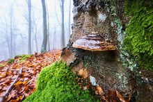 False Tinder Fungus Or Hoof Fungus (Fomes Fomentarius) On An Old European Beech (Fagus Sylvatica) Tree Trunk, Kleine Fatra, Carpathian Mountains; Horna Suca, Slovakia