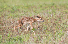 A Newbord White-tailed Deer Fawn Attempts To Stand After Being Born.