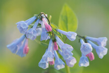 Virginia Bluebells Bloom On The Forest Floor Of Banshee Reeks Nature Preserve.