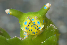 Rare Oxynoe Jordani Sea Slug Feeding On Caulerpa Taxifolia, Last Referenced In Hawaii In The Mid 1800's, Maui; Hawaii, United States Of America