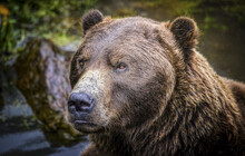 Close-up Portrait Of A Brown Bear (Ursus Arctos Horribilis) At The Fortress Of The Bear In Sitka; Sitka, Alaska, United States Of America