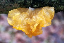 Interesting Mushroom Tremella Mesenterica (yellow Brain, Golden Jelly Fungus, Yellow Trembler), Looking Like Orange Jelly On The Tree. It Has Healing Properties.