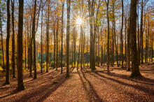 Forest With Evening Sun In Autumn; Spessart, Bavaria, Germany