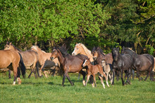 Herd Of Horses (Equus Ferus Caballus) With Foals Running In A Green Pasture In Spring; Europe