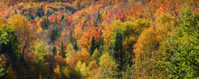 Vibrant Autumn Coloured Foliage In A Forest In The Laurentides; Quebec, Canada