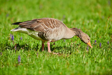 Greylag Goose (Anser Anser) On A Meadow; Bavaria, Germany