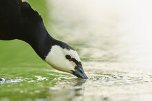 Close-up Of A Barnacle Goose (Branta Leucopsis) Drinking Water; Bavaria, Germany