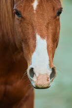 Close-up Portrait Of A Chestnut Colored Horse (Equus Ferus Caballus) Looking At The Camera; Bavaria, Germany