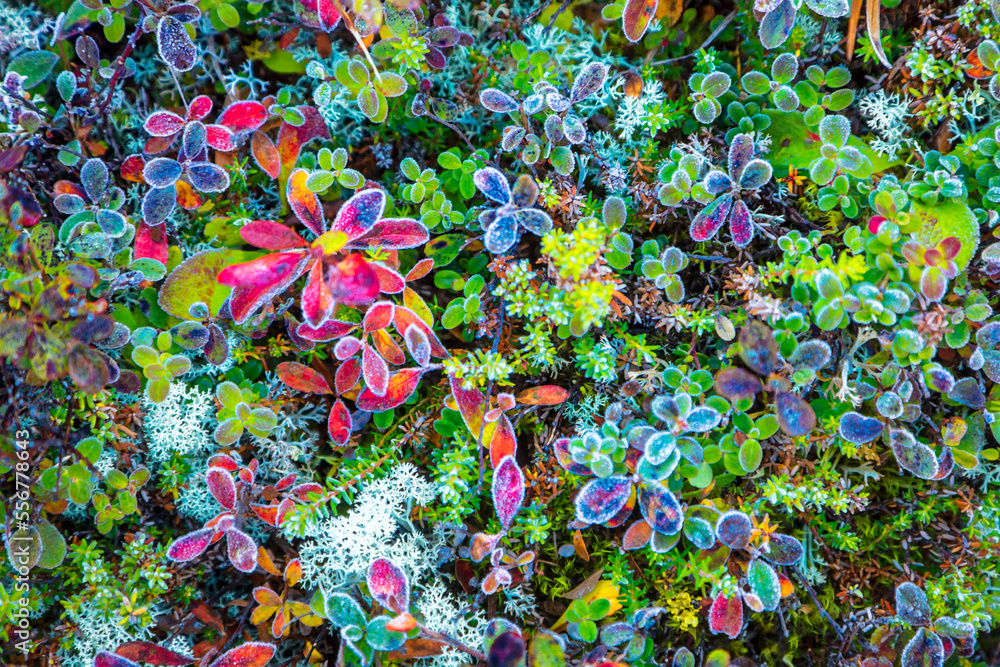 Close up of a variety of tundra vegetation, including Crowberry ...