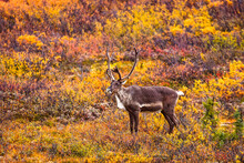 Portrait Of A Male Caribou (Rangifer Tarandus) Standing In The Fall Colors Of The Tundra In Autumn; Denali National Park & Preserve, Interior Alaska, Alaska, United States Of America