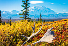 Caribou Antler Lying On The Fall Tundra With Mount Denali (McKinley) In The Background; Denali National Park And Preserve, Interior Alaska, Alaska, United States Of America