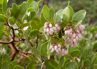 Poster - Group of Pale Pink Blooms On A Green-Leaf Manzanita Bush