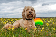 Portrait Of A Blond Cockapoo Dog Laying In A Field With Yellow Wildflowers And It's Ball Nearby; South Shields, Tyne And Wear, England