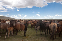 A Herd Of Horses Graze On The Mongolian Steppe.