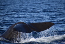 Sperm Whale Show Tenerife